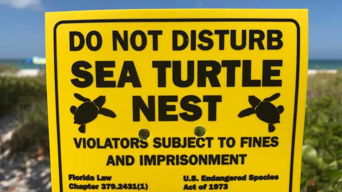 DoNot Disturb Turtles