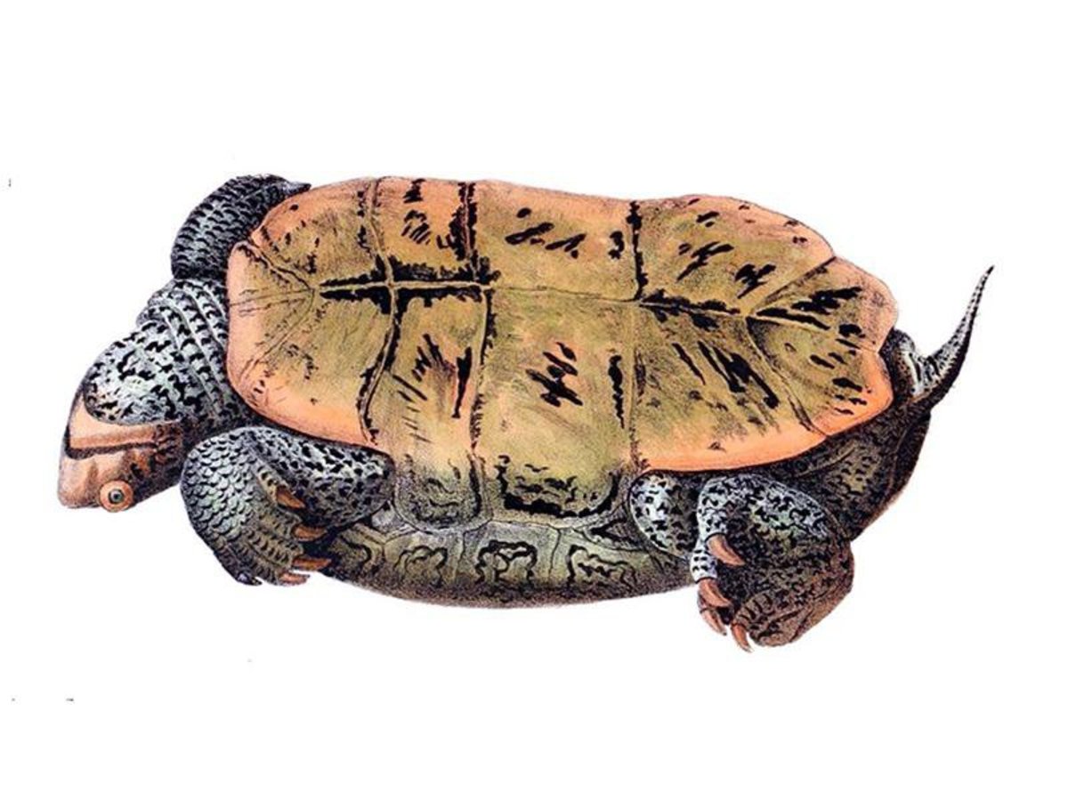 Turtle Plastron Bottom of Shell