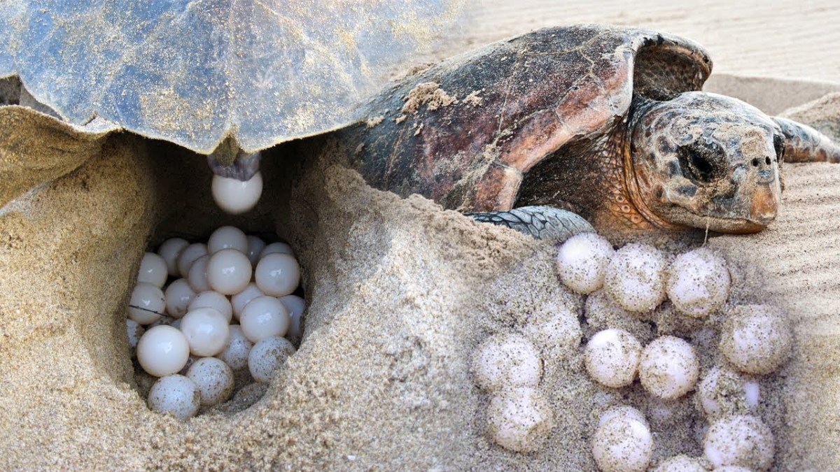 Turtle Nest