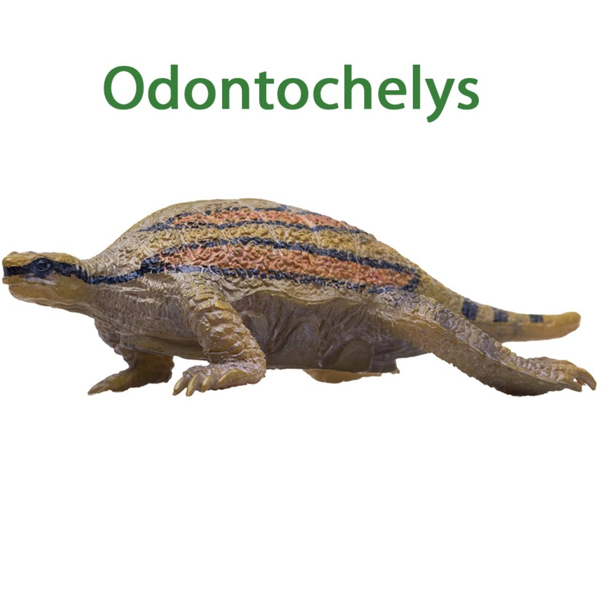 Odontochelys