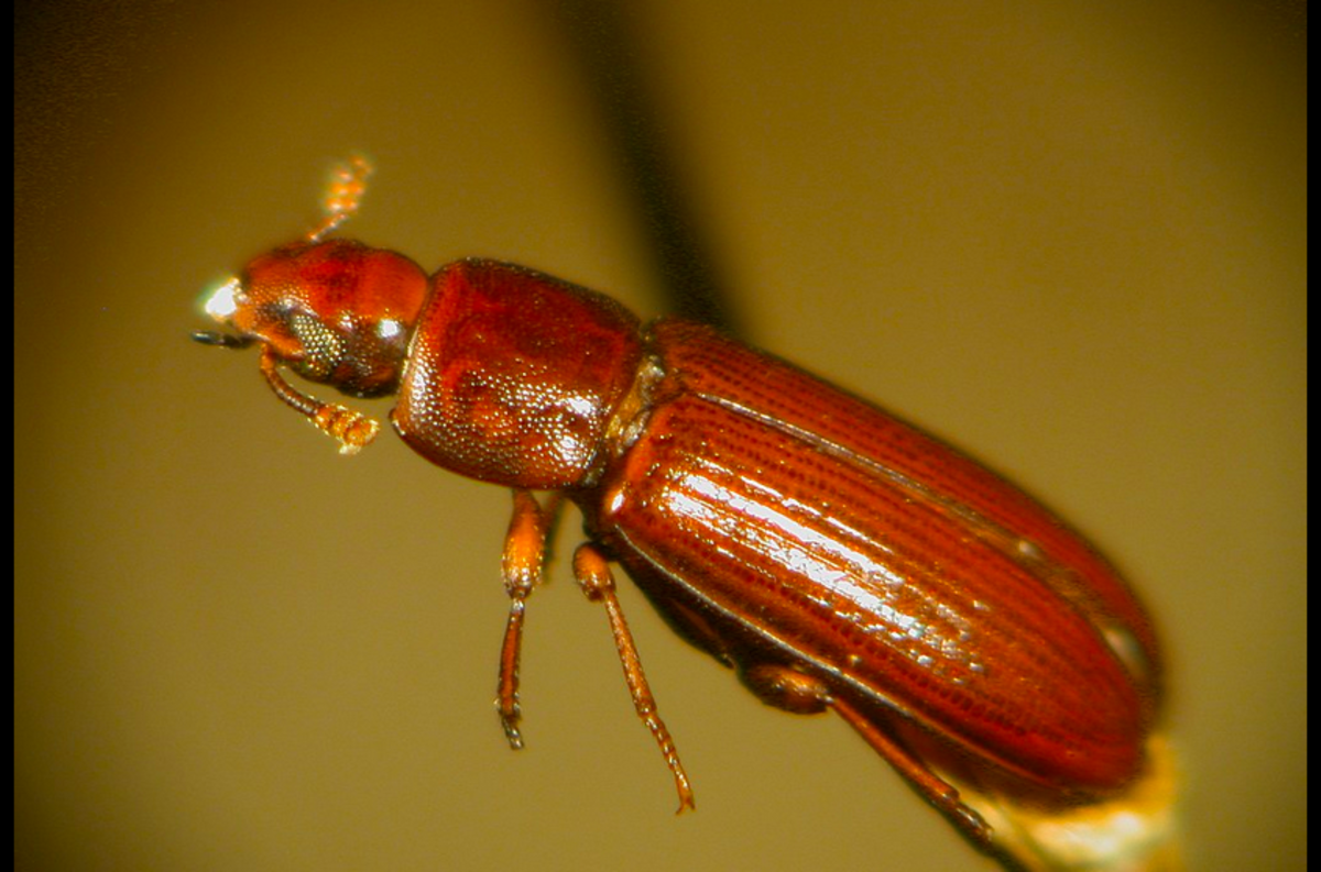 Stored grain beetle
