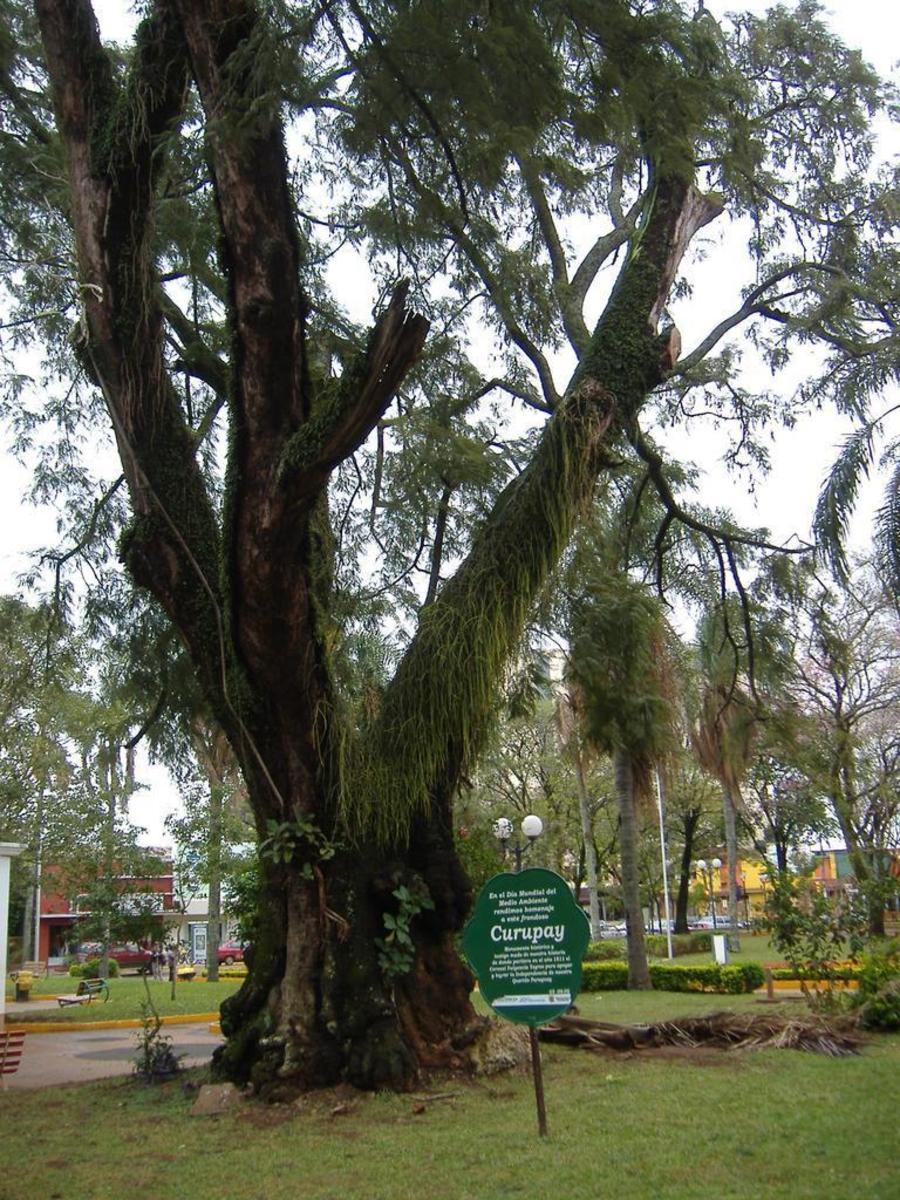6 Hardest Trees In The World With Photos Owlcation