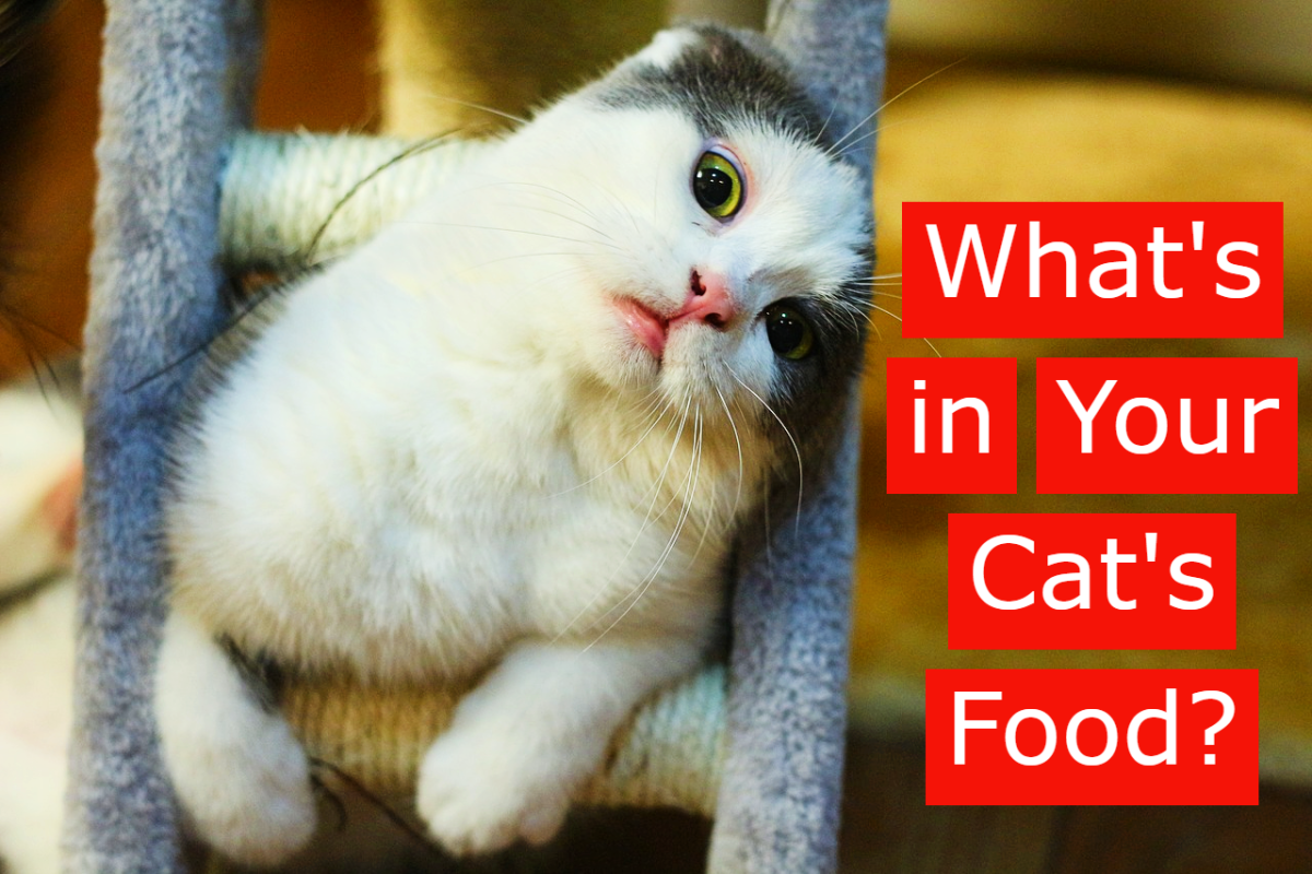 What Exactly is in Your Cat's Food?