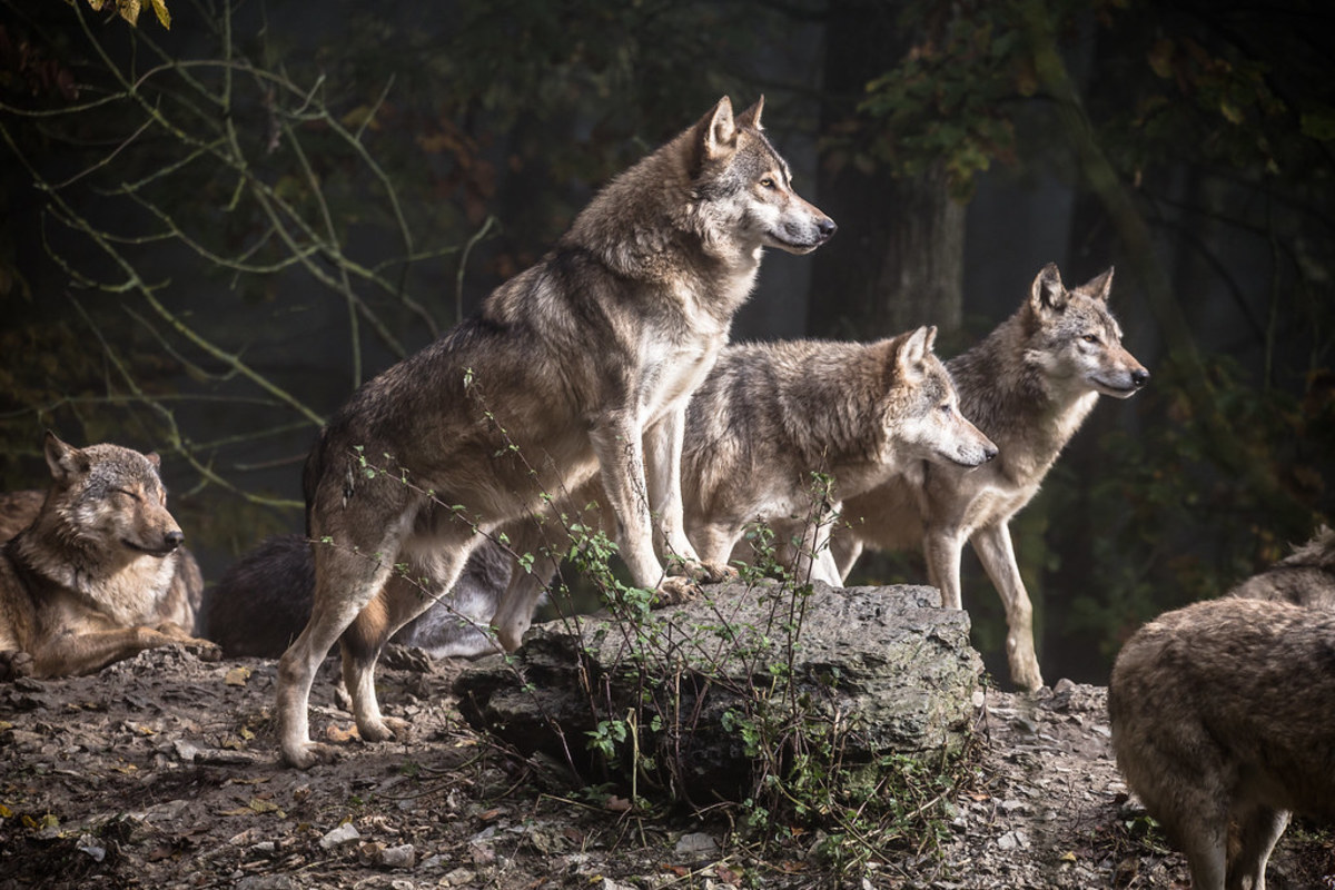 Surviving a Wolf Pack Attack