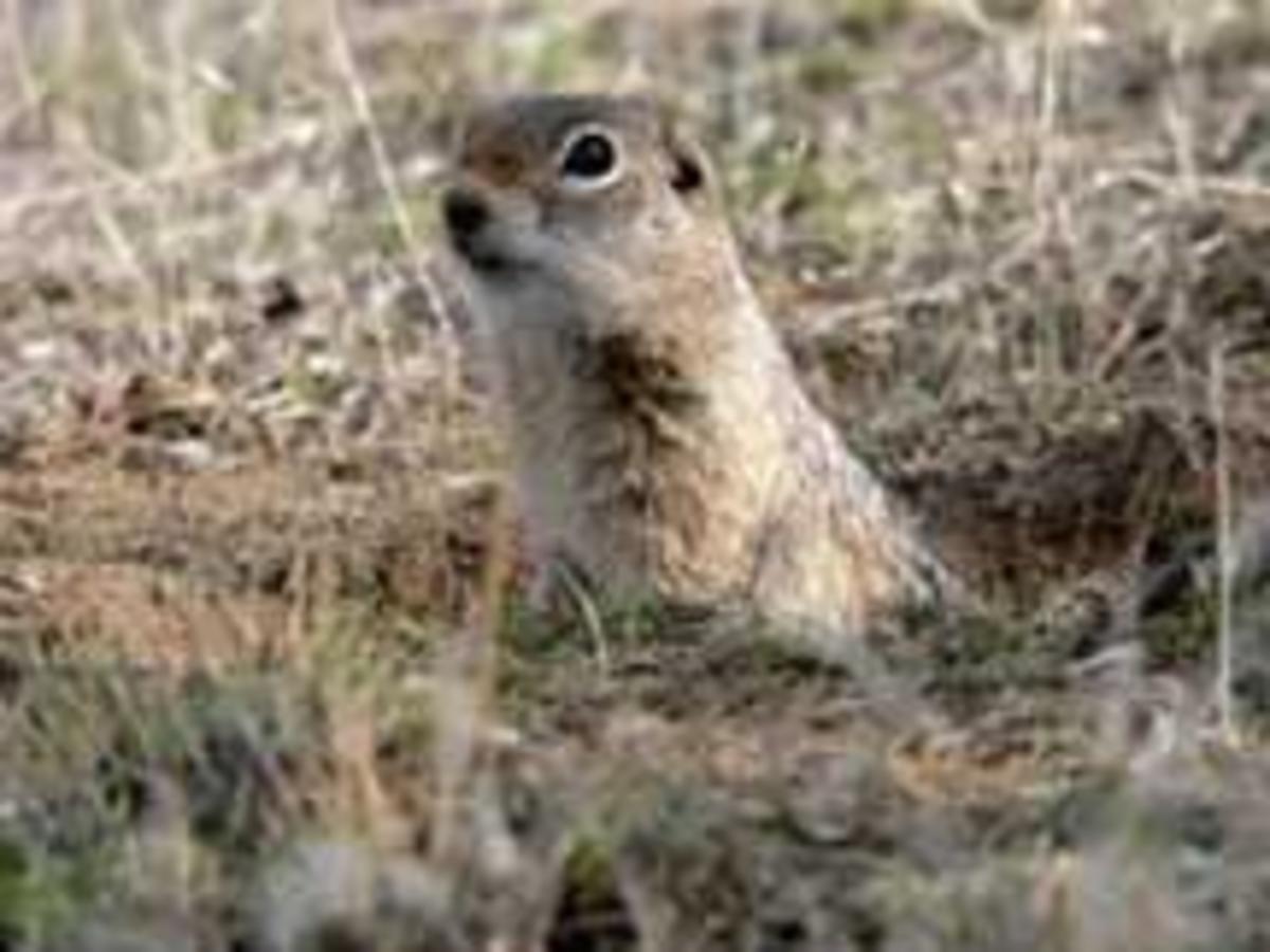 Ground squirrel in a hole