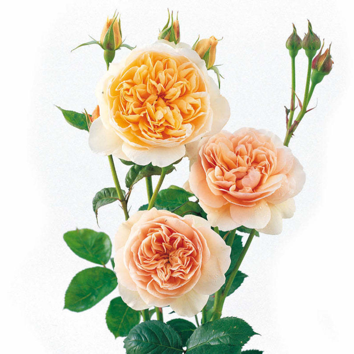 the-most-expensive-rose-in-the-world-sweet-juliet-rose
