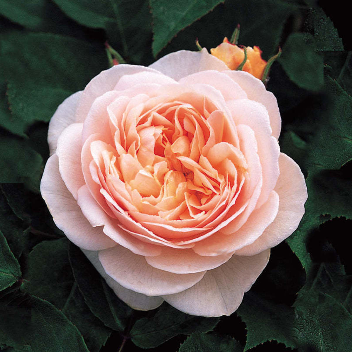 Queen Elizabeth rose - Historic Roses Group