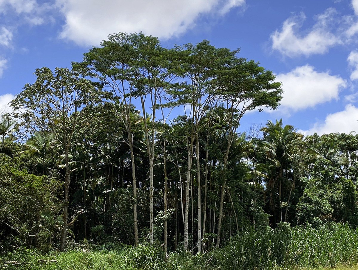 Truly giants of the rainforest, a stand of Albizia hovers over the canopy.