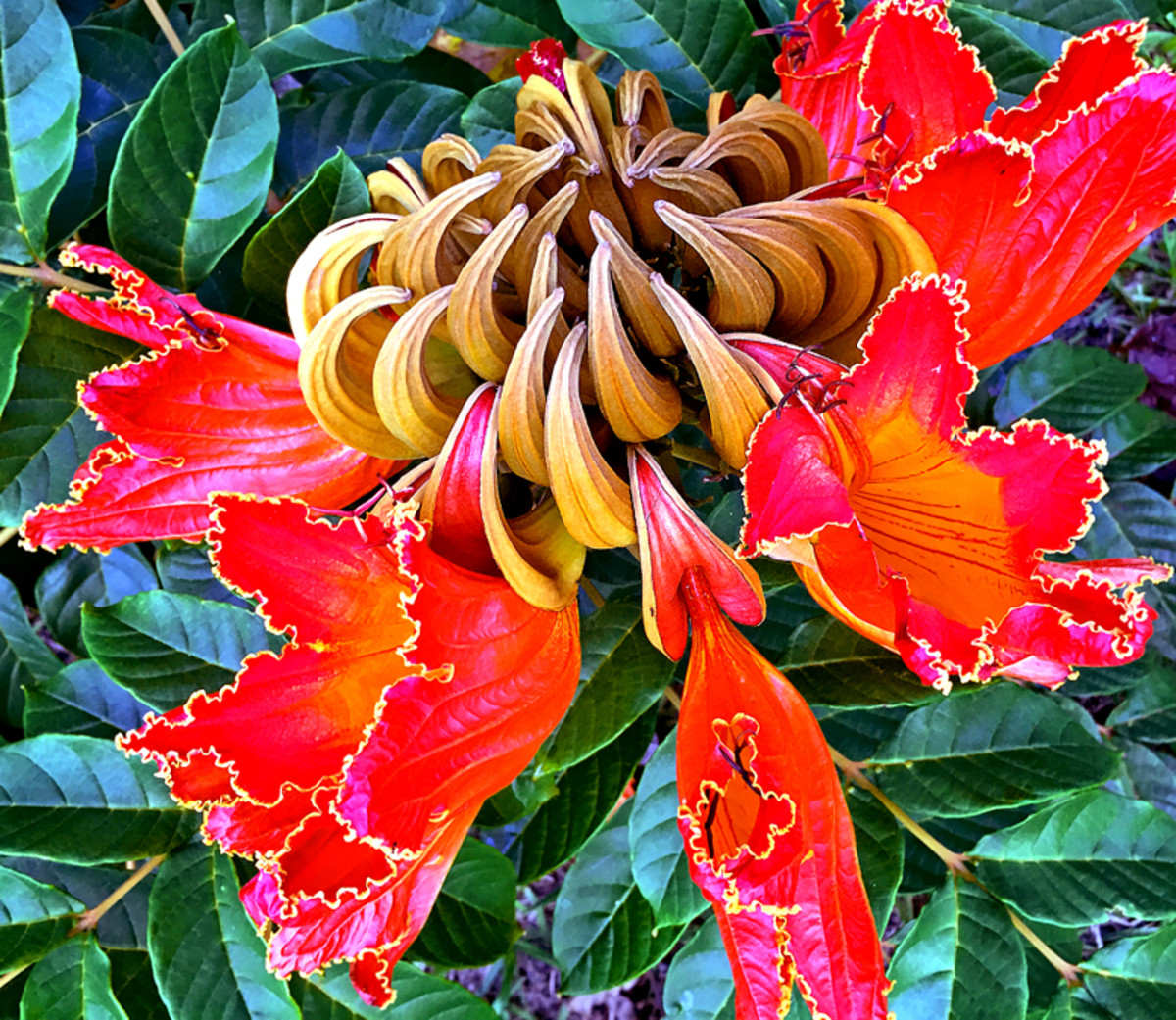 The stunning African Tulip Tree is widespread in most low-elevation rainforests of Hawaii.