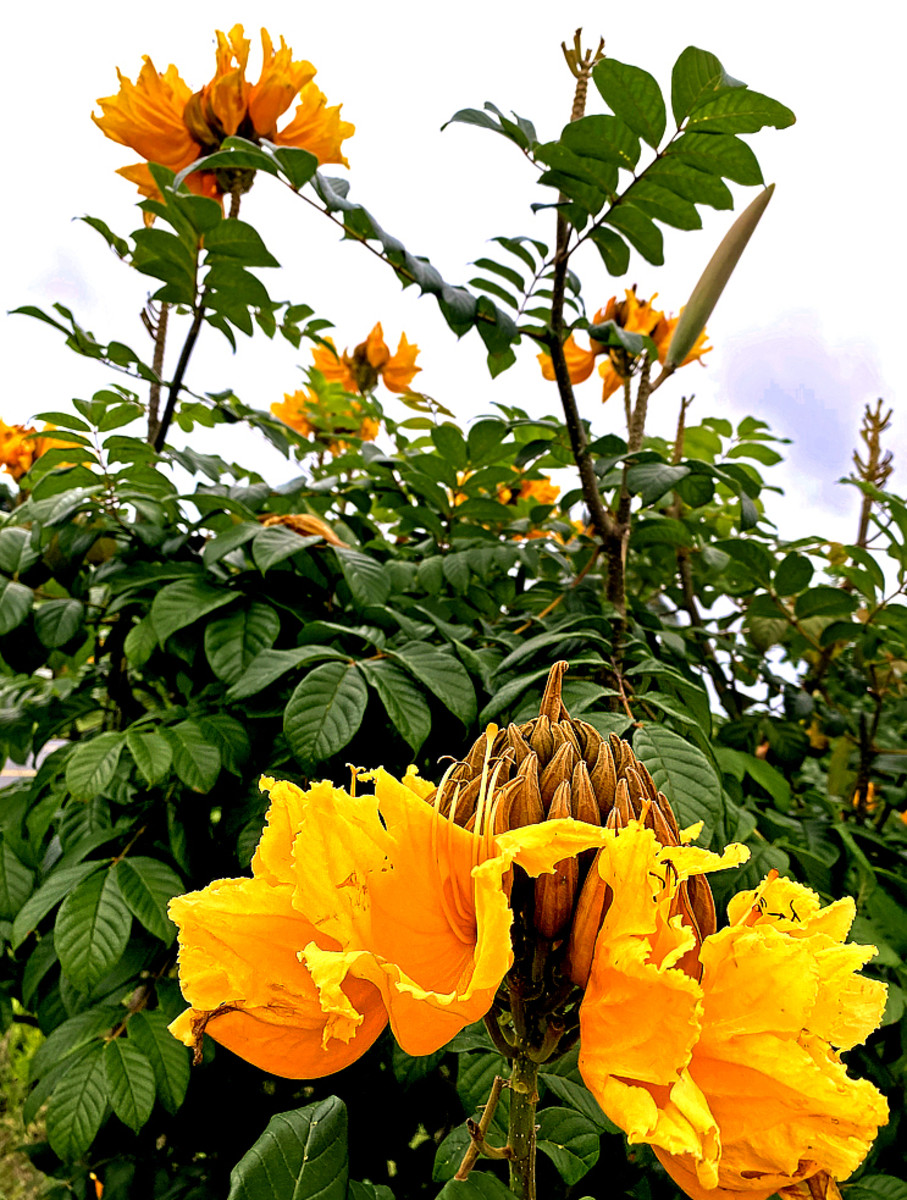 Another variety of African Tulip Tree produces brilliant golden yellow blossoms.
