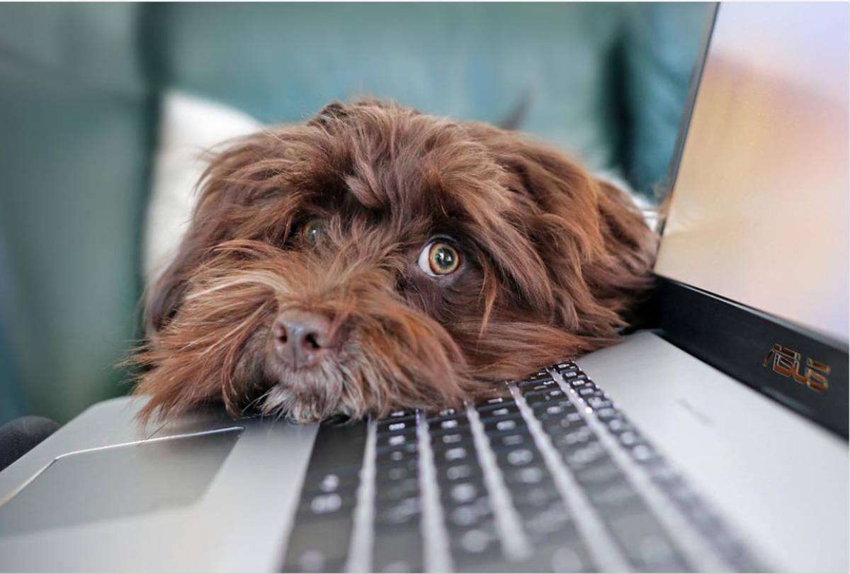 Does your dog bark when you're working on your computer?
