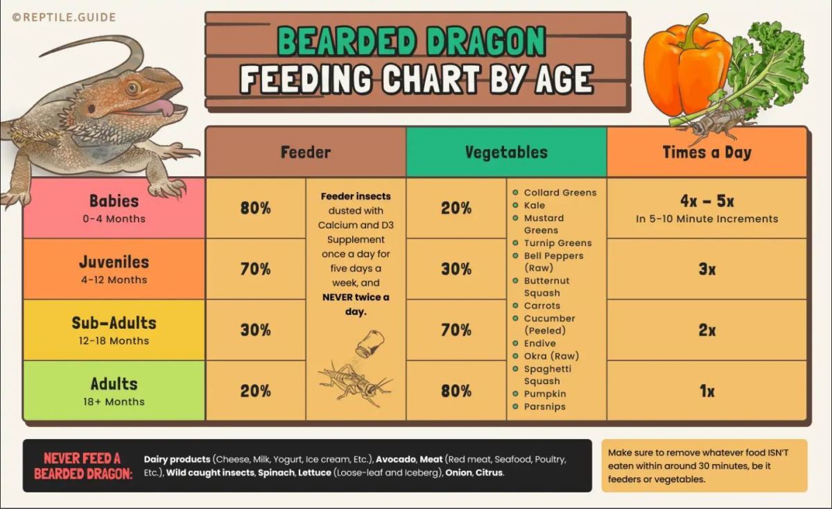 Feeding Guide For Your Bearded Dragon PetHelpful