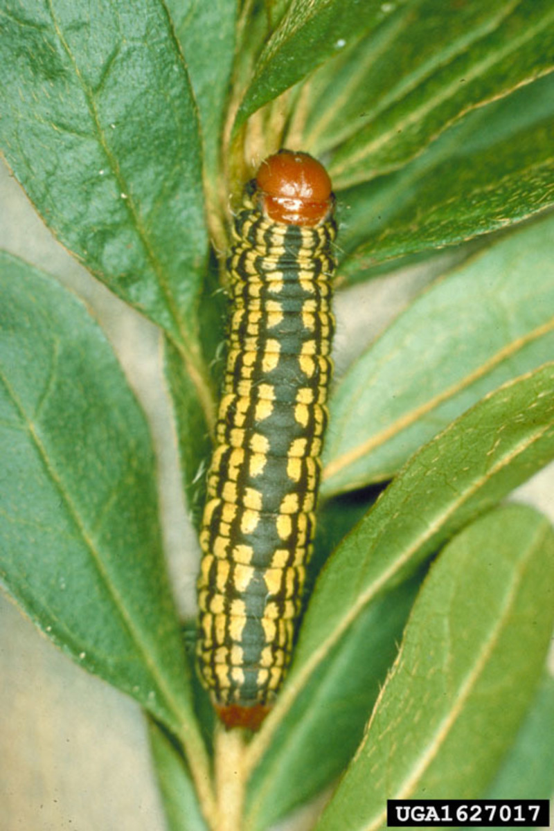 Adult azalea caterpillar (Datana major)
