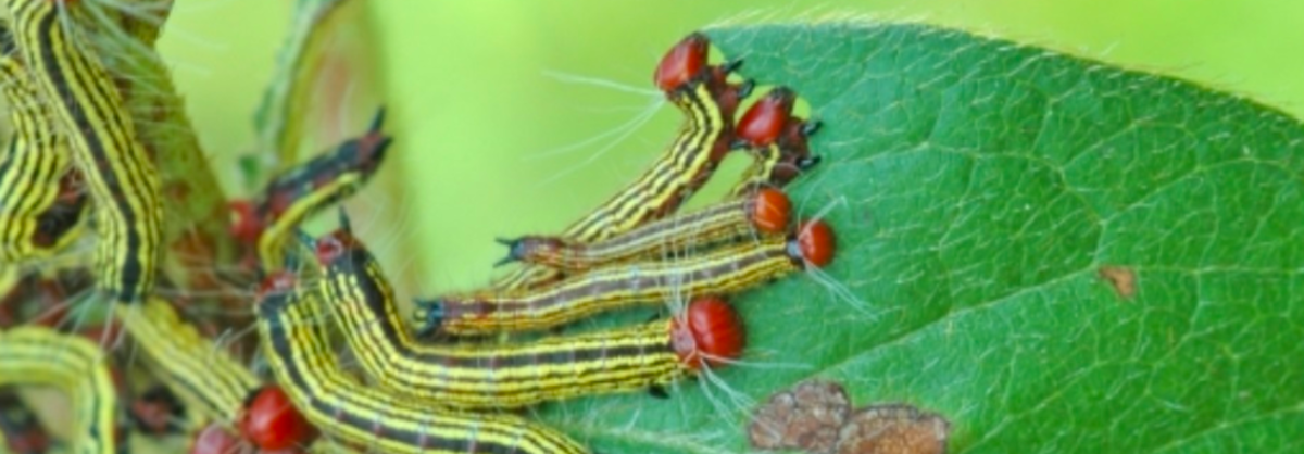 Azalea caterpillars typically feed in a group.