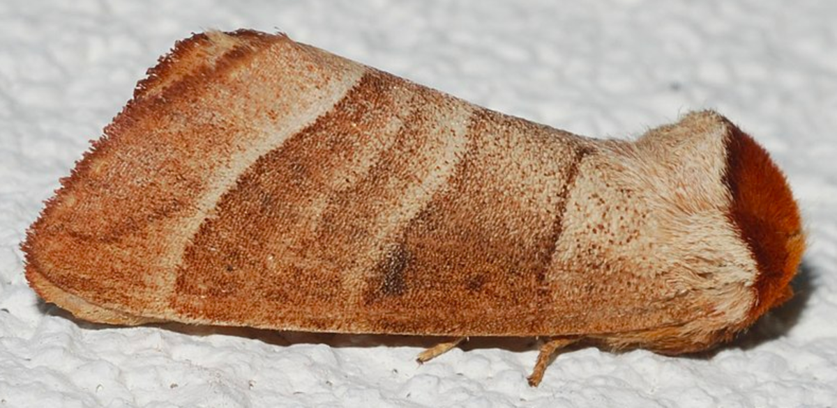Datana major adult moth at rest, showing cryptic coloring