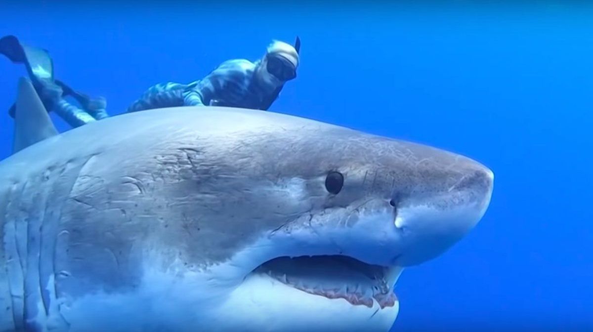 Sea Divers Swim with Mammoth Great White Shark
