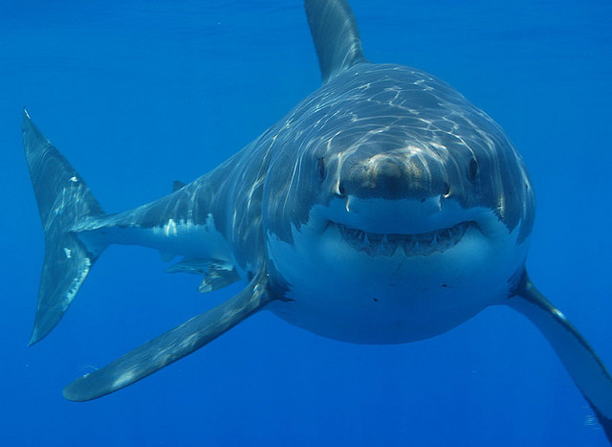 The Great White Shark - The World's Largest Underwater Predator