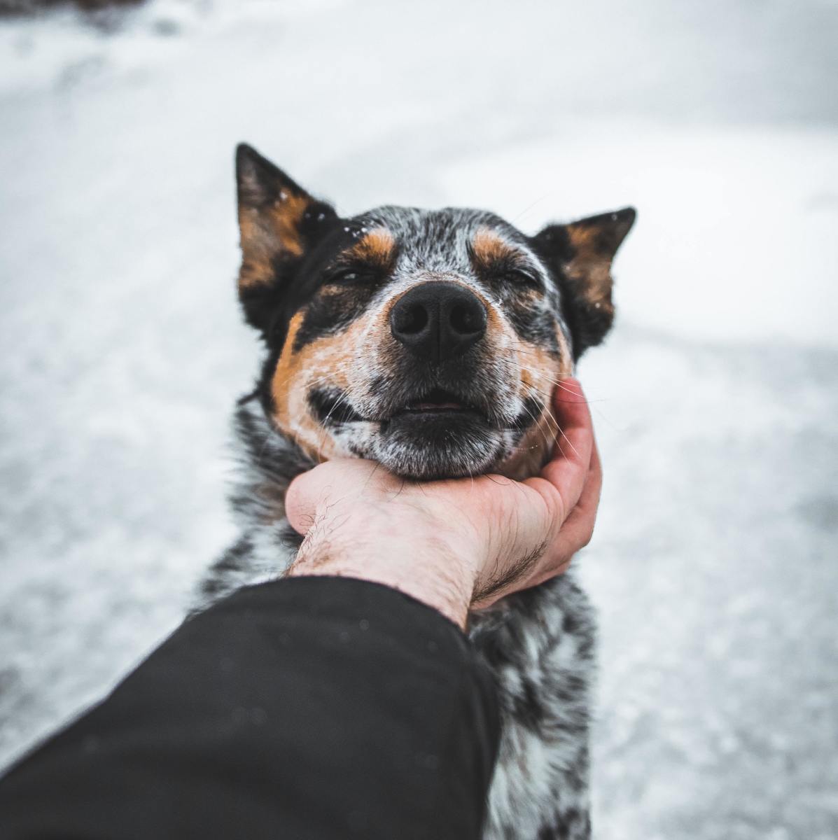 Cattle dogs are sturdy and active, but they don't do well with lots of alone time. 