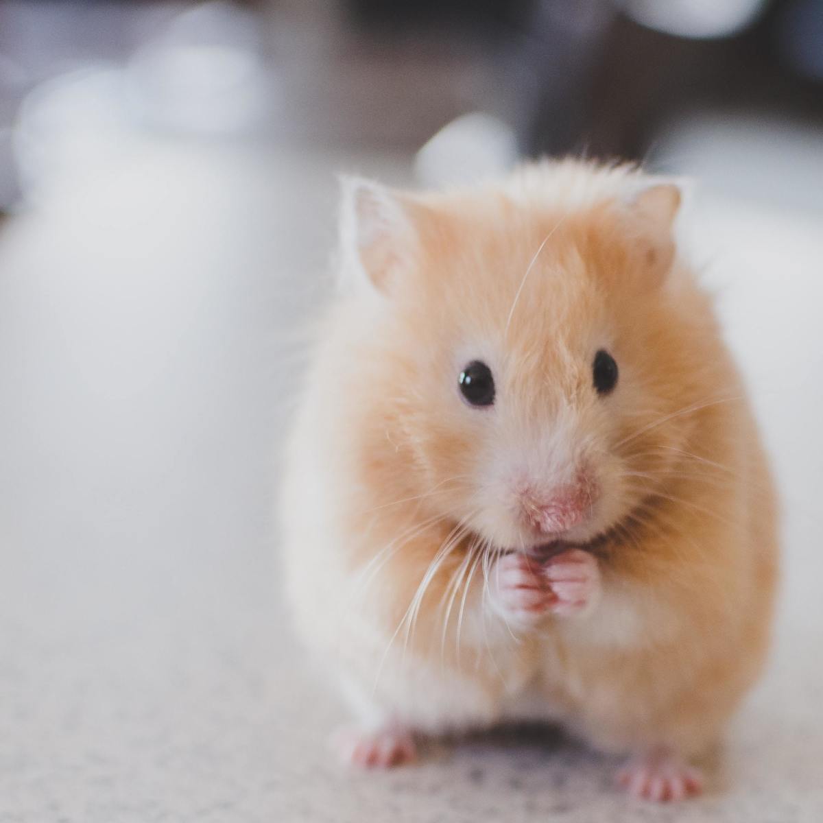 It is common for a nervous hamster to eat her babies, but there are a lot of things you can do to keep things calm and avoid this problem.