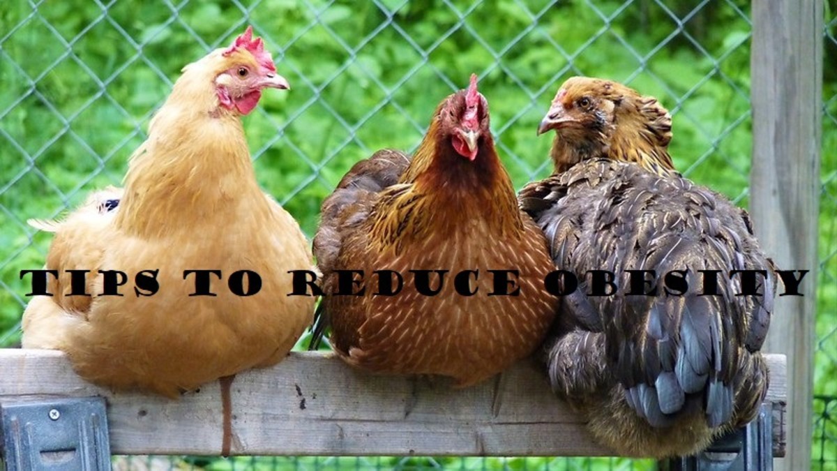Obese chickens are sick and there are many good ways to help them.