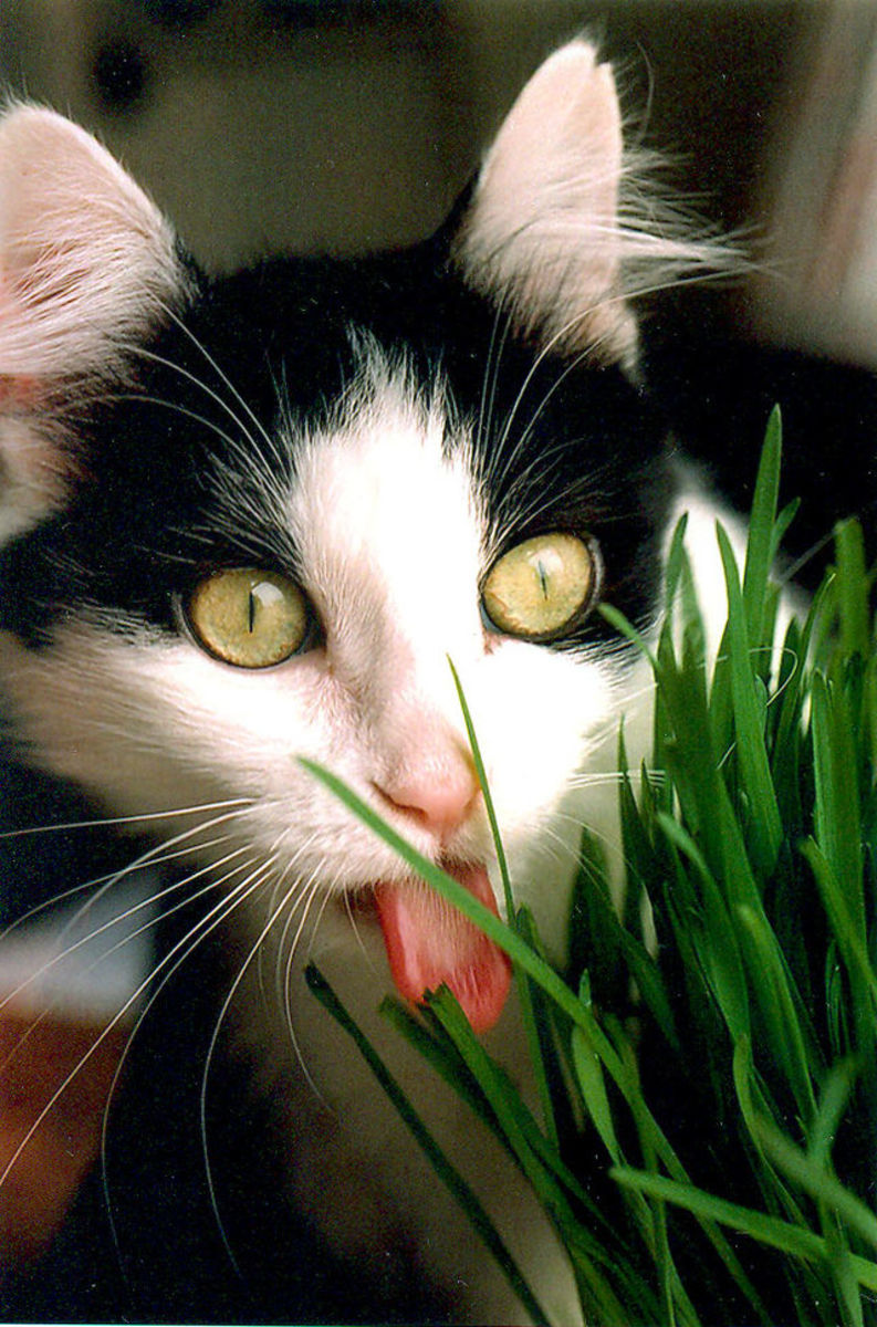 Why Does My Cat Lick Me? HubPages