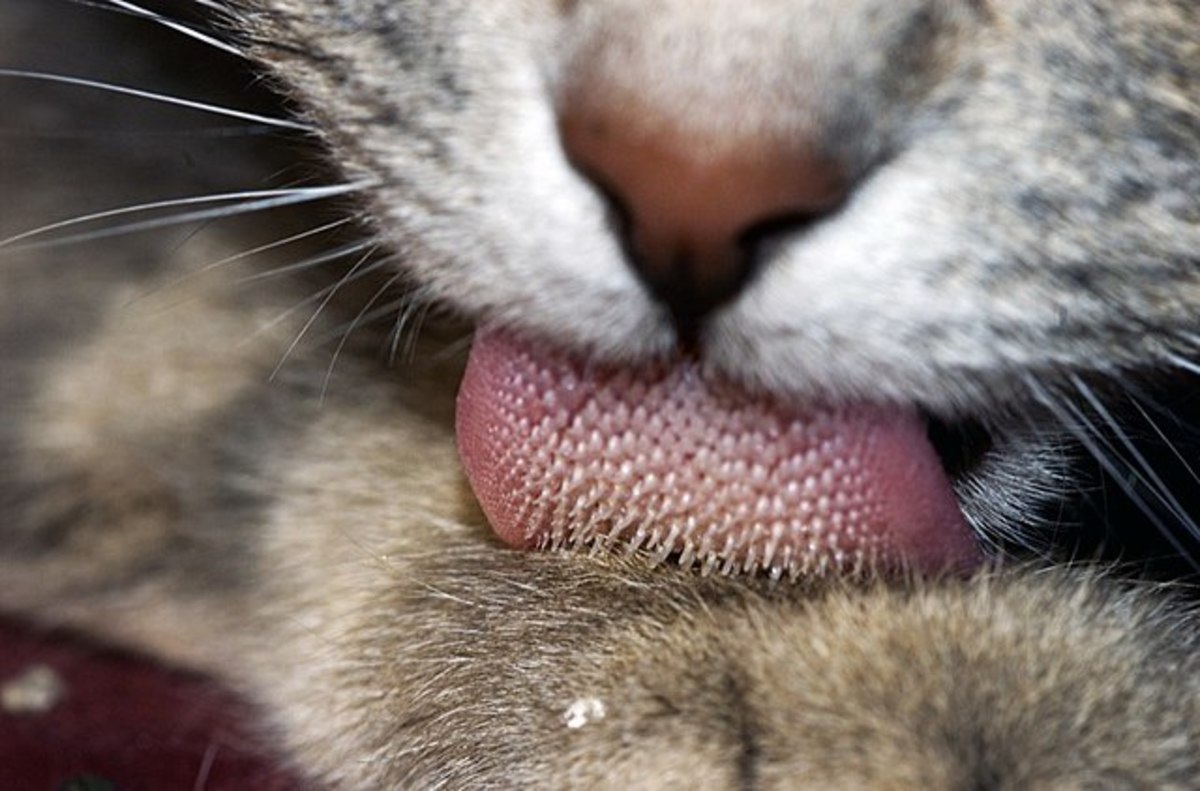 why-does-my-cat-lick-me