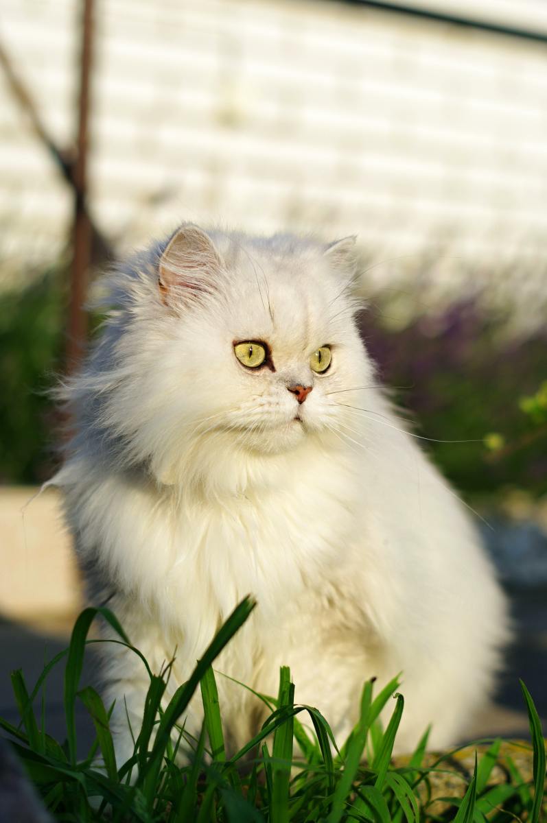 Persian kitten with large green eyes named Bowie.
