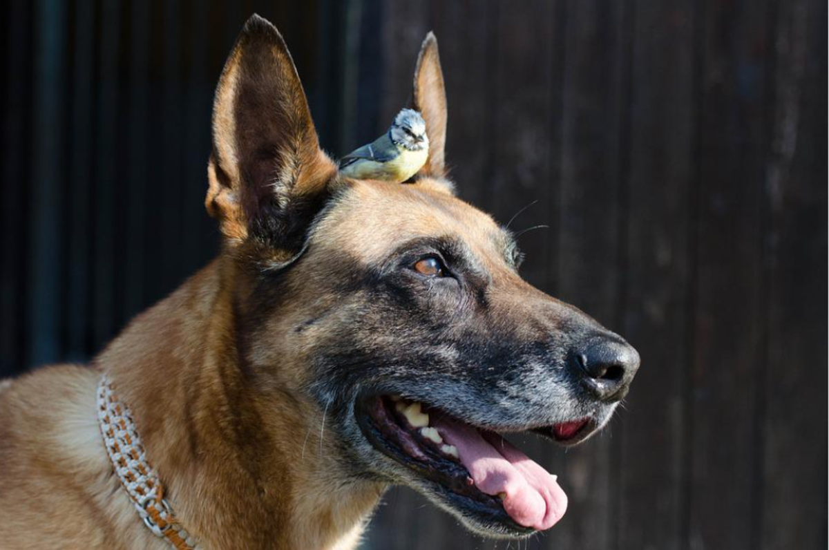 Why would a dog attack a pet bird out of the blue?
