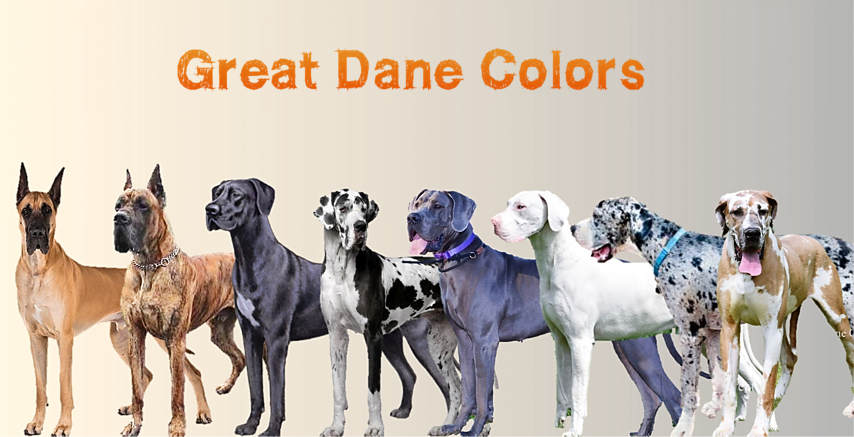 great dane colors