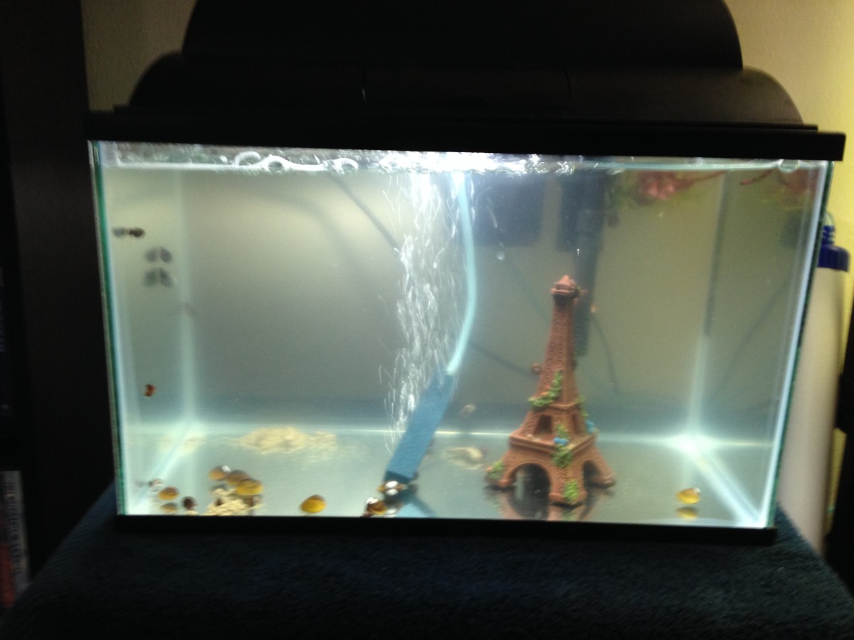Culture tanks are great for snails and shrimp. This five gallon tank is able to house dozens of snails.