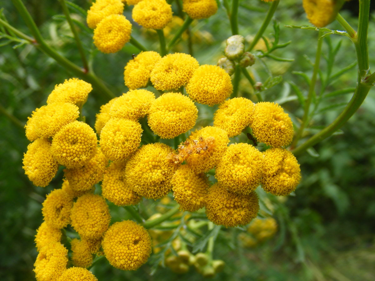 Yellow Tansy Flowers with Caterpillar 