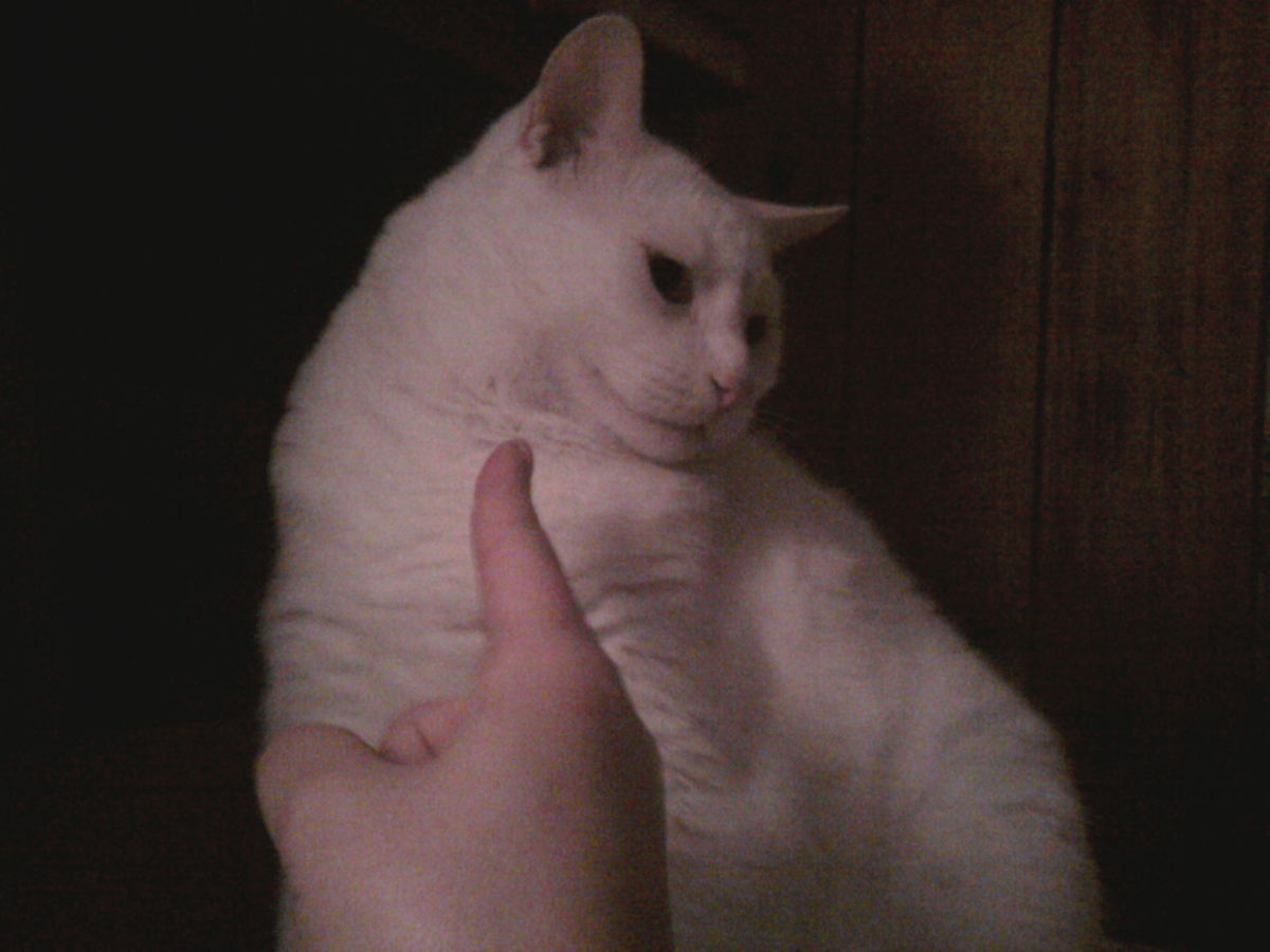 Prince Fredward does NOT like getting a finger in the face.