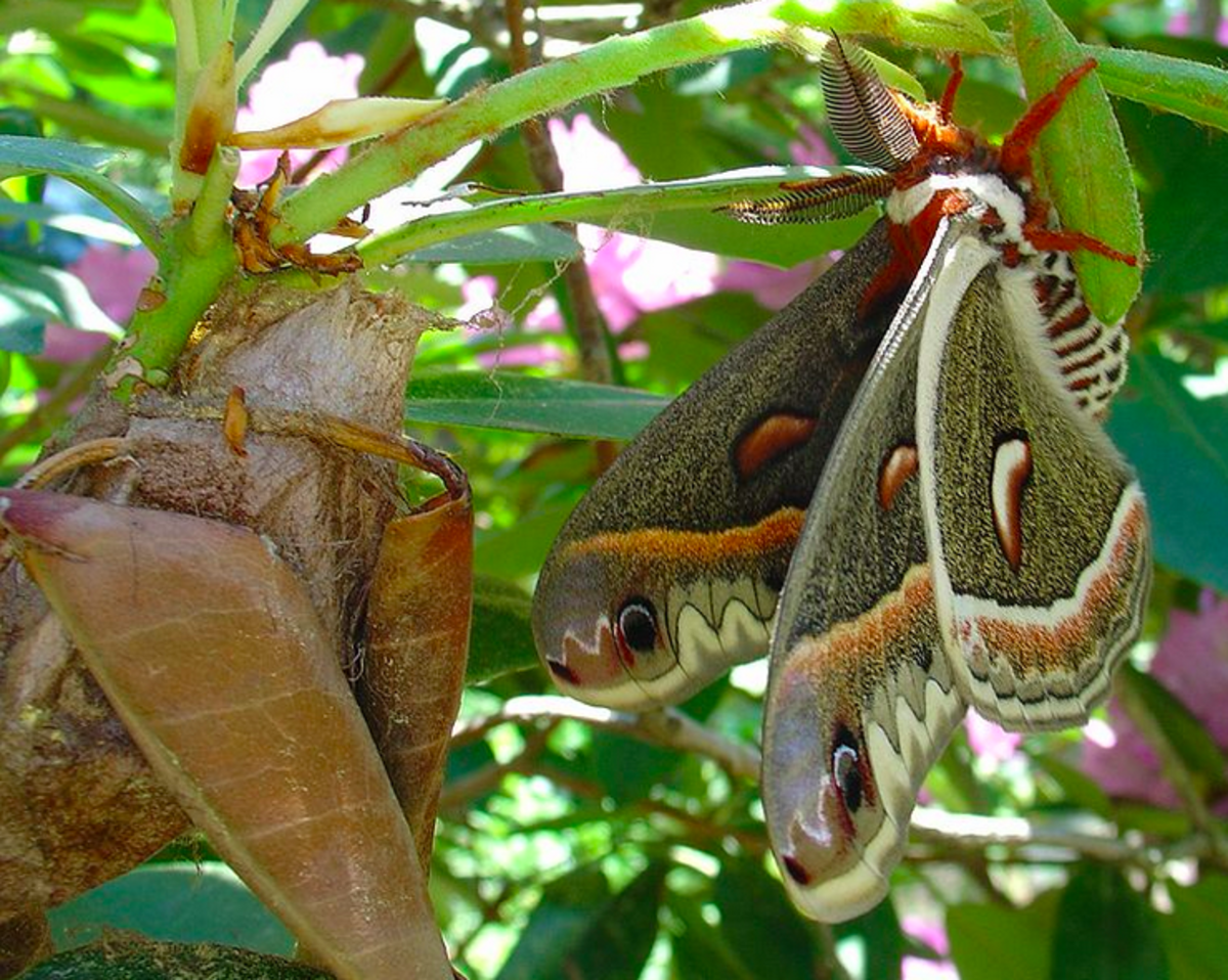 Male cecropia giant silk moth and its cocoon.
