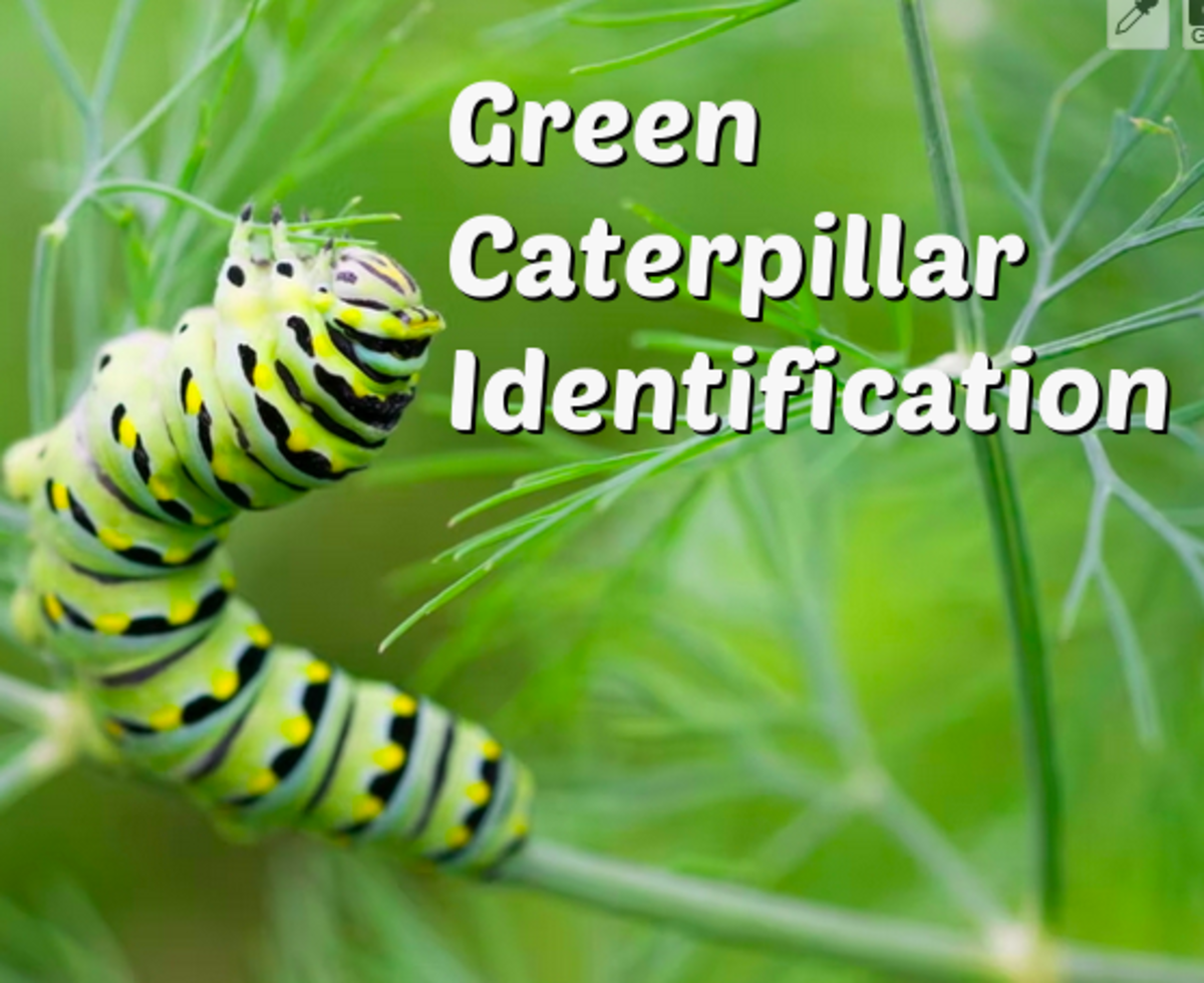Green Caterpillar Identification Guide: 18 Common Types - Owlcation