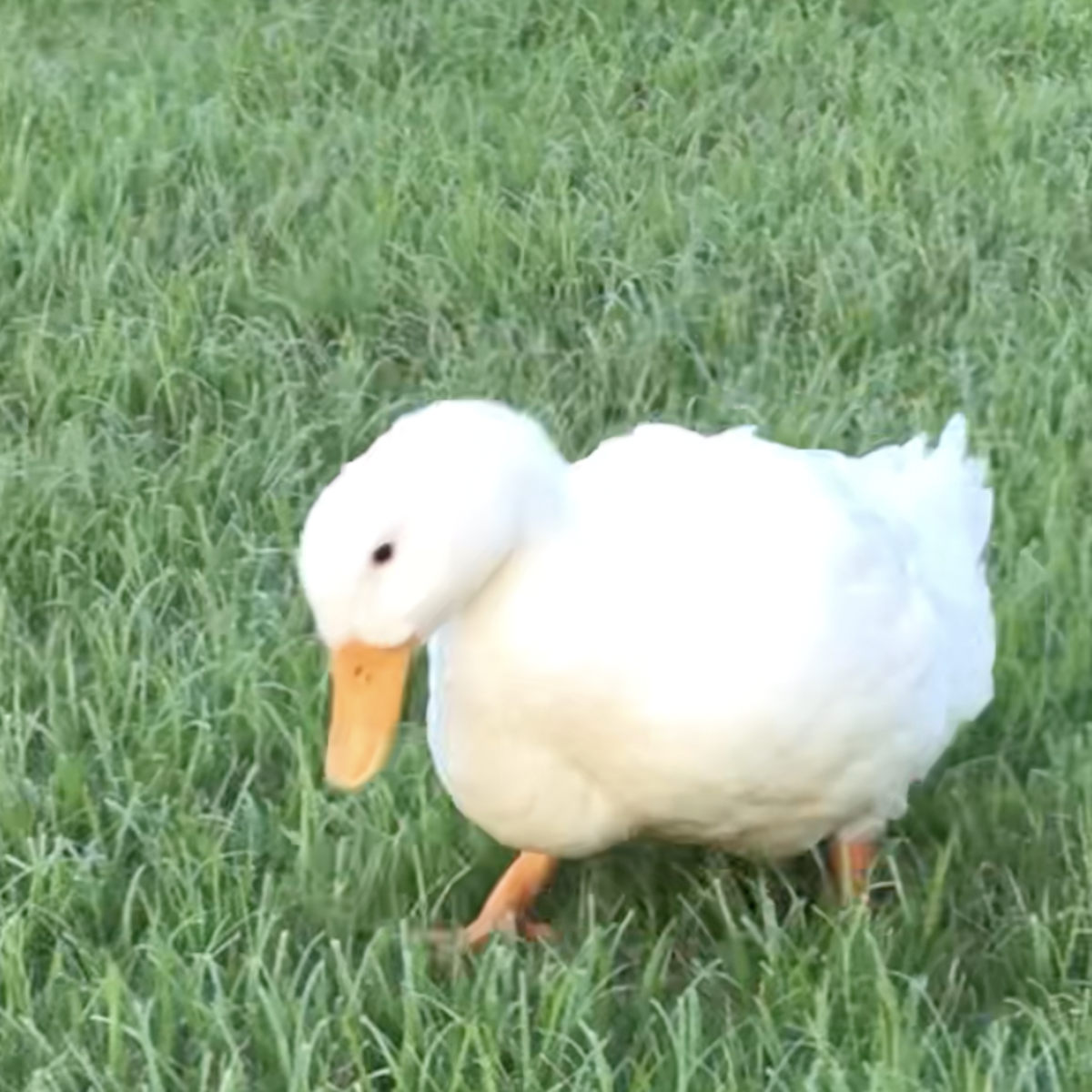 Q&A: Why Does My Duck Have a Swollen Chest on One Side?