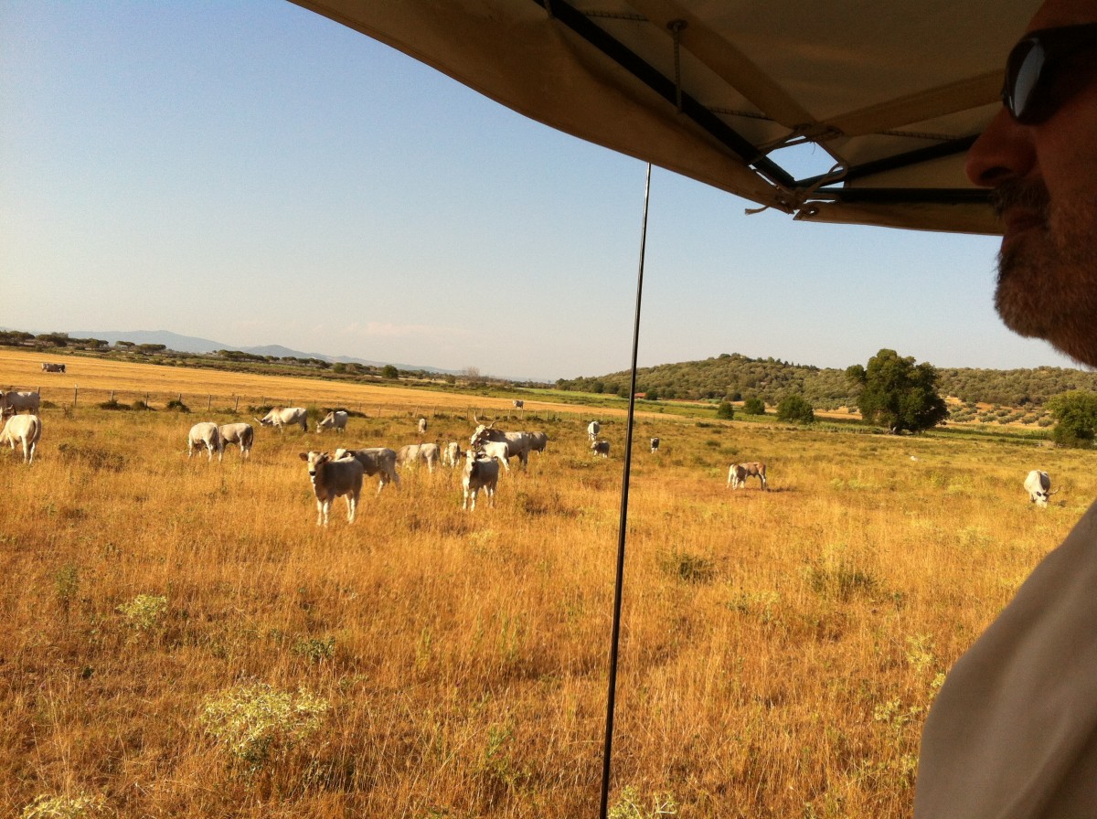 Herd of Maremmana Cattle
