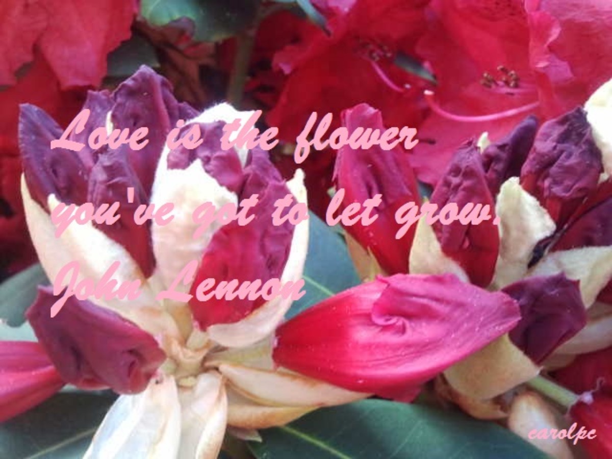 Azalie Buds & Flowers - Love is a flower you've got to let grow. - John Lennon