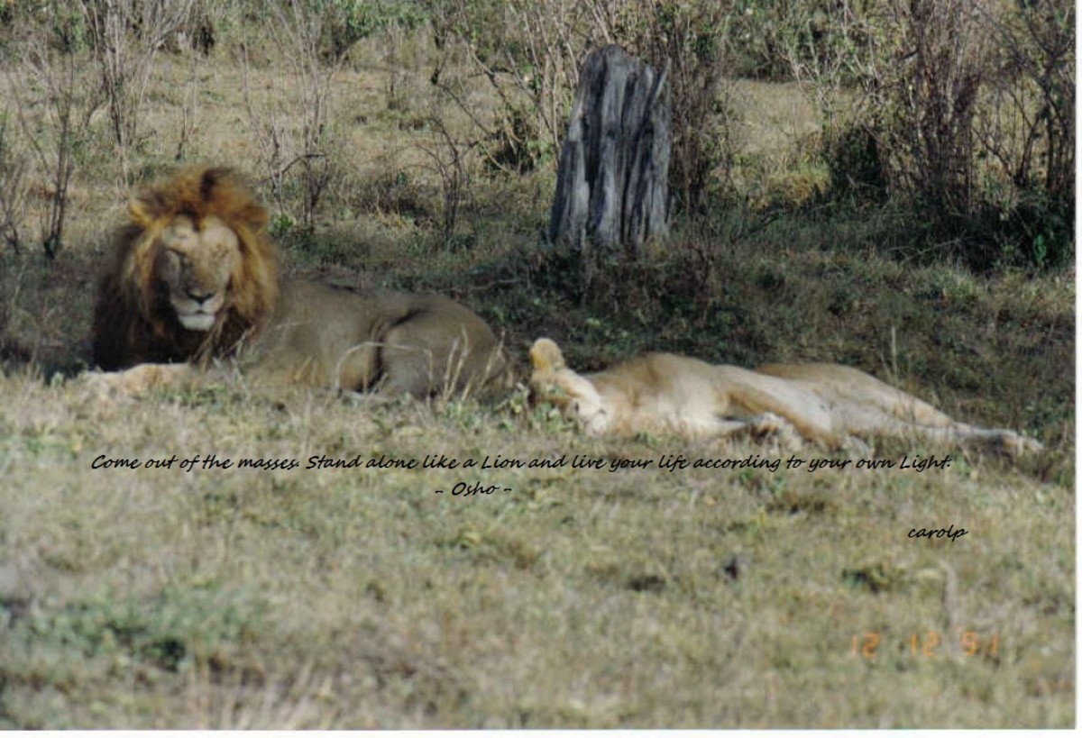 Wonderful Animal Creature - Safari Adventure in Masai Mara, Kenya