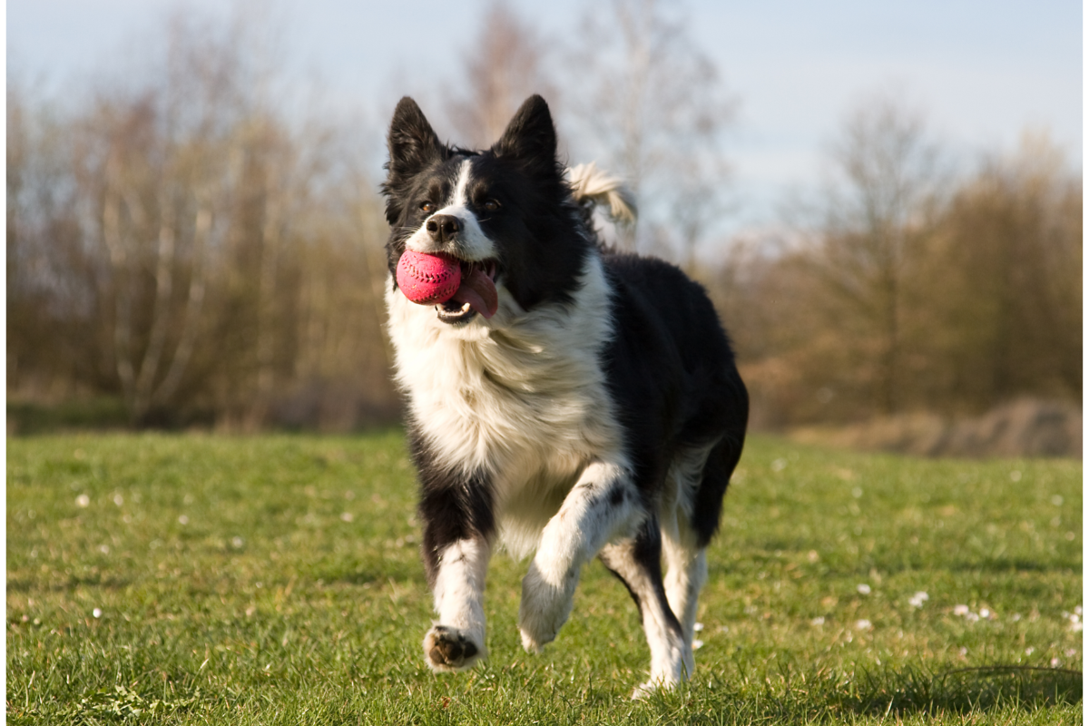 best-tips-on-considerable-dog-products