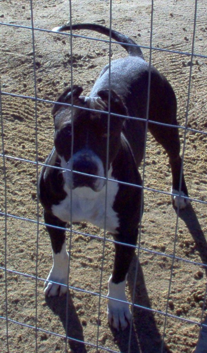 American Pit Bull Terrier Breed Standard