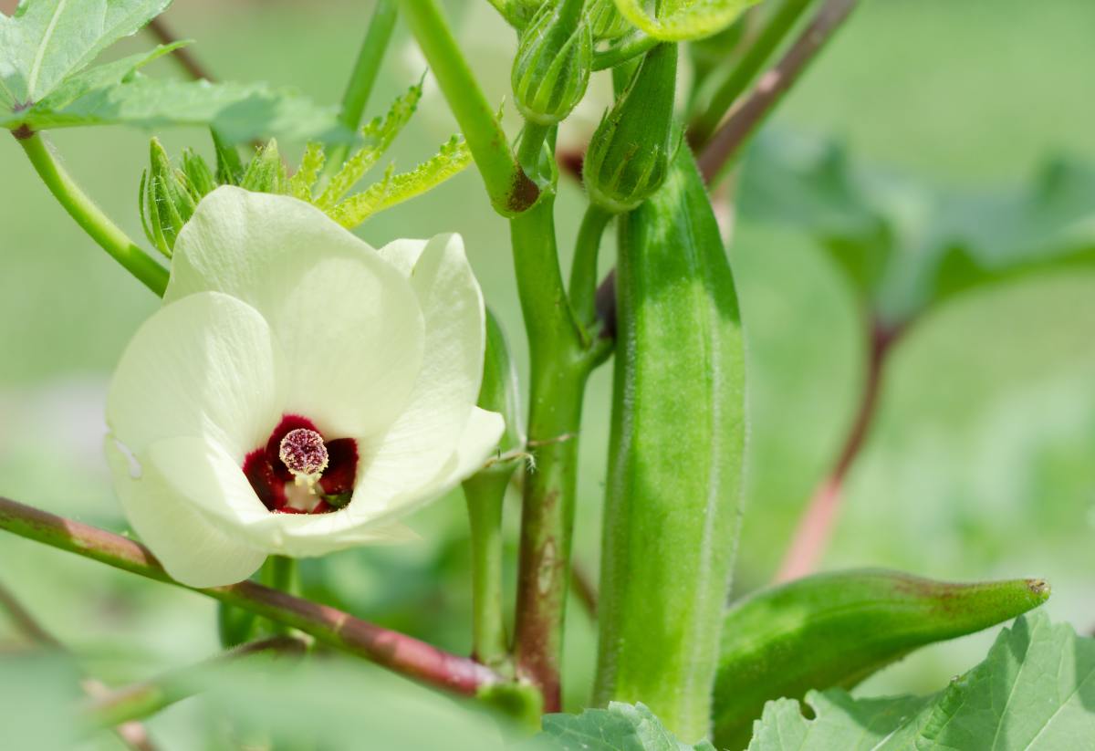 Okra does best when it's kept moist, so be sure to water your plants regularly.