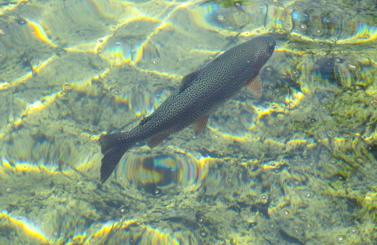 Rainbow Trout in a pool in Congress park