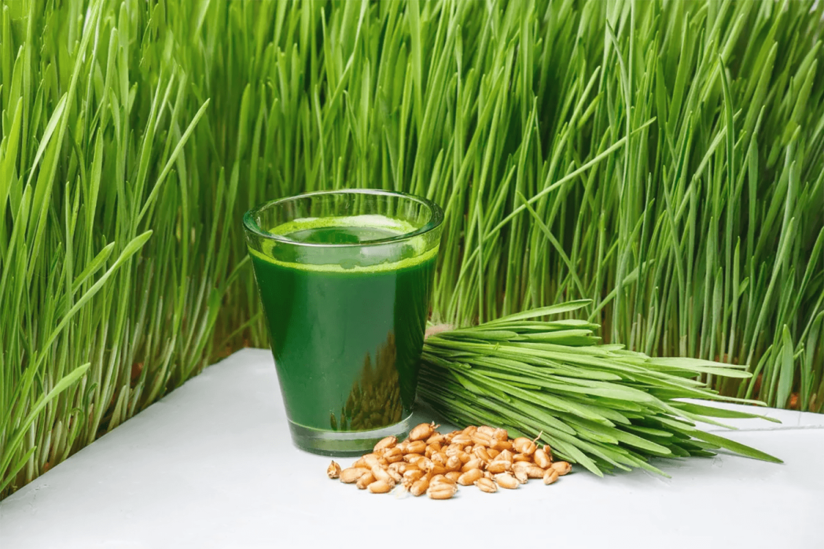 Best And Easiest Method To Grow Wheatgrass At Home