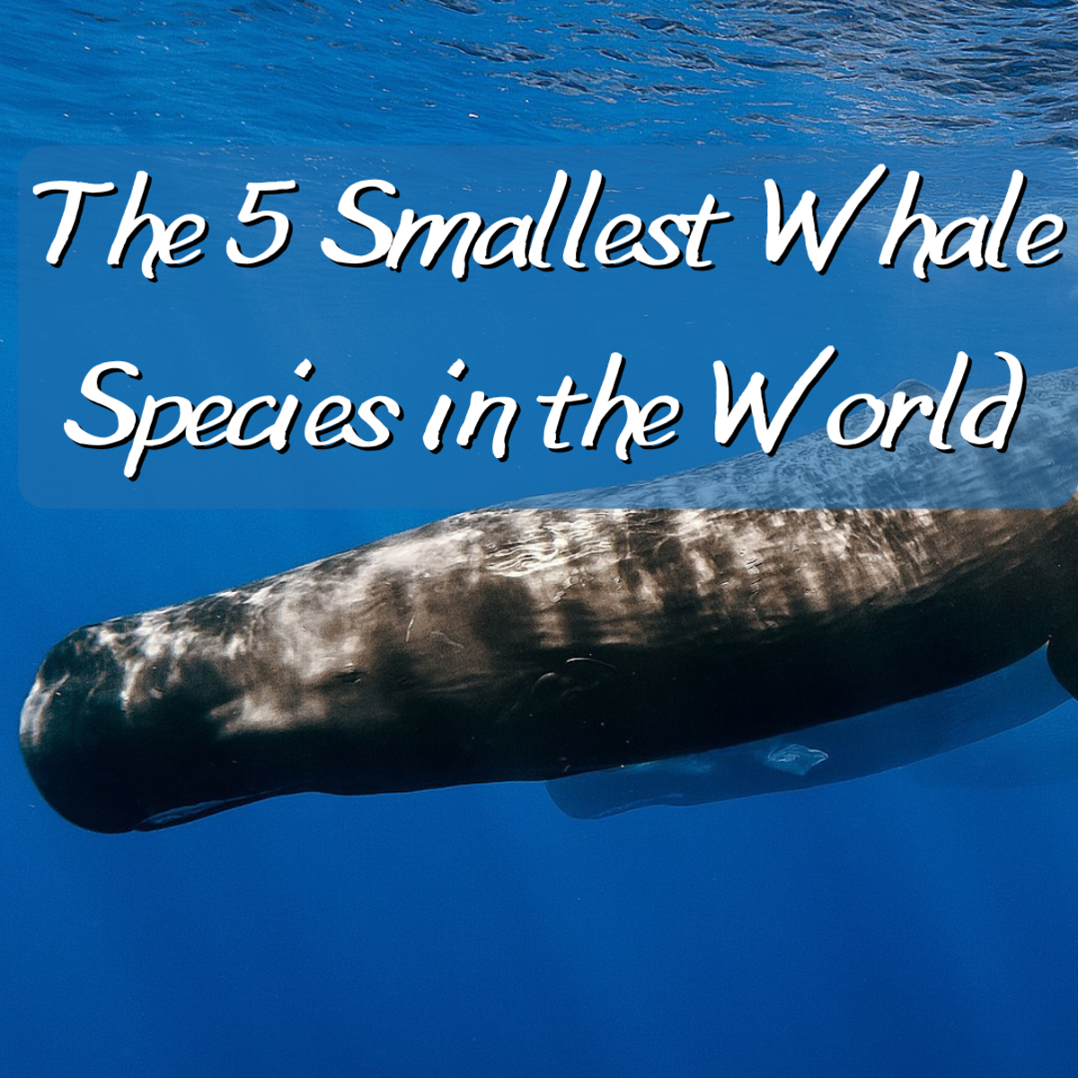 Read on to learn about the world’s smallest whales, including some that are even smaller than the average dolphin.
