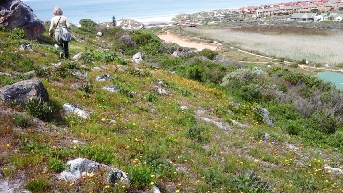 ©Martie Coetser. Wild flowers in September on Trappieskop, Clovelly, Cape Town