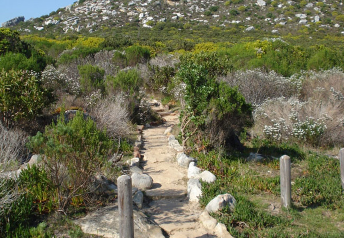 Silvermine Nature Reserve, Cape Town 