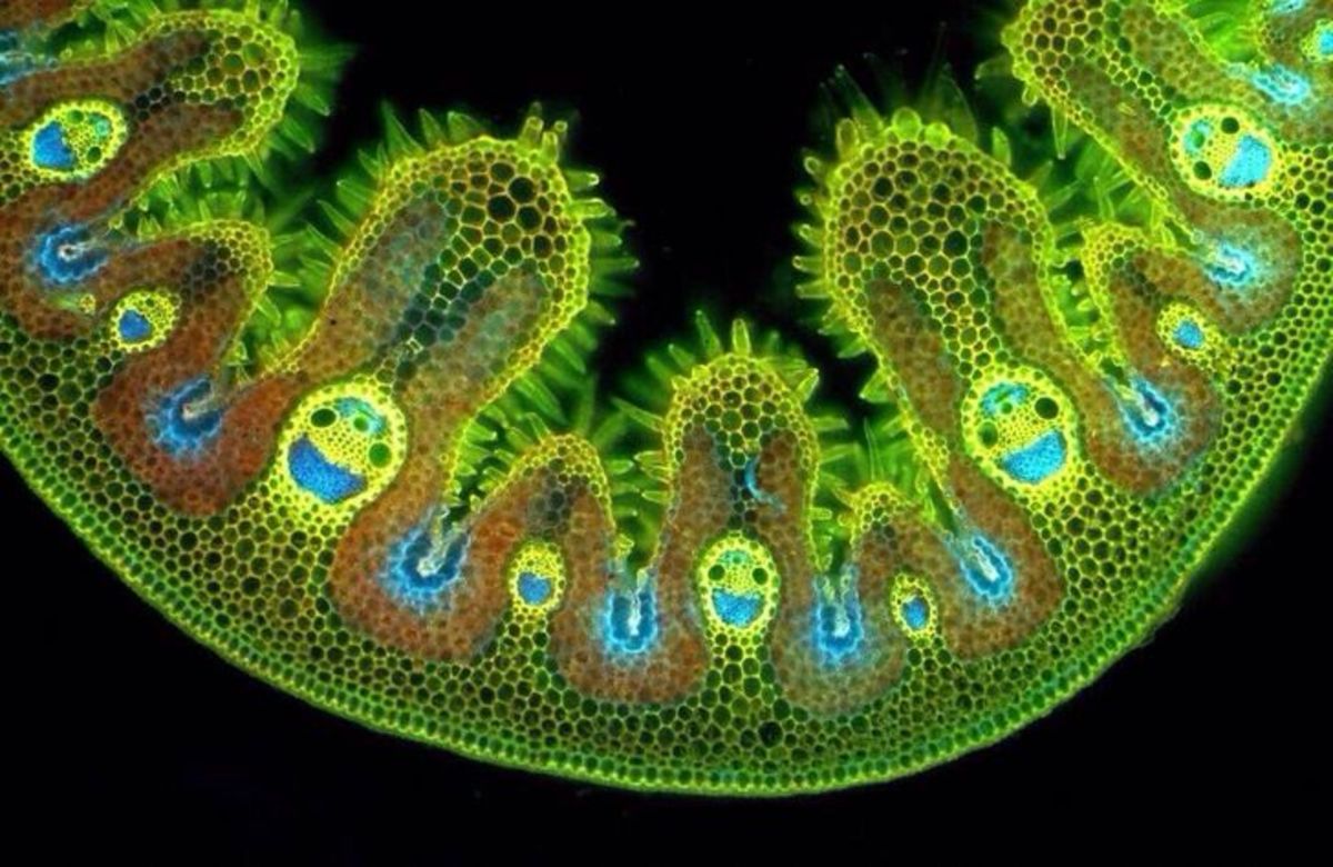 top-10-spectacular-things-seen-through-a-microscope