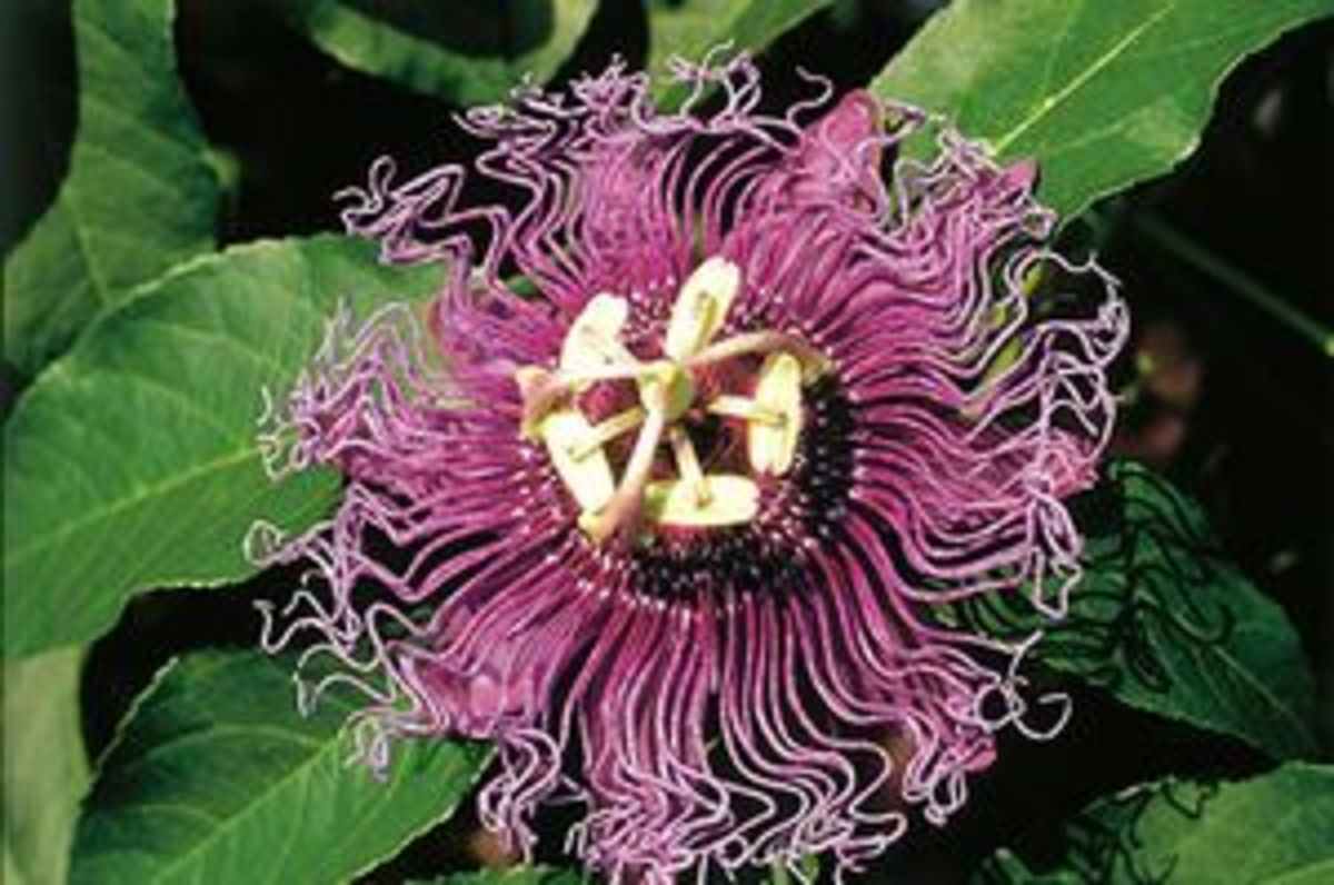 Growing The Exotic Passionflower in Your Garden