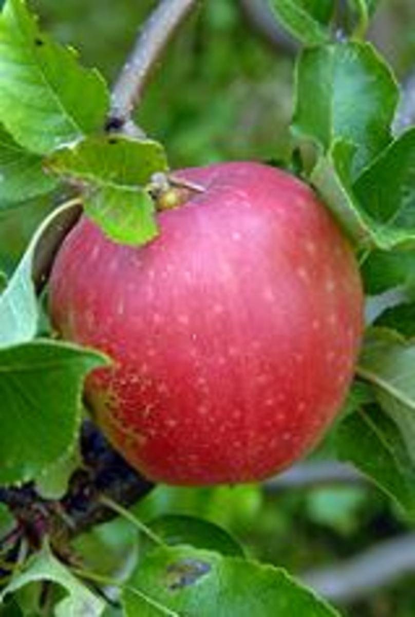 apple (malus domestica) fruit