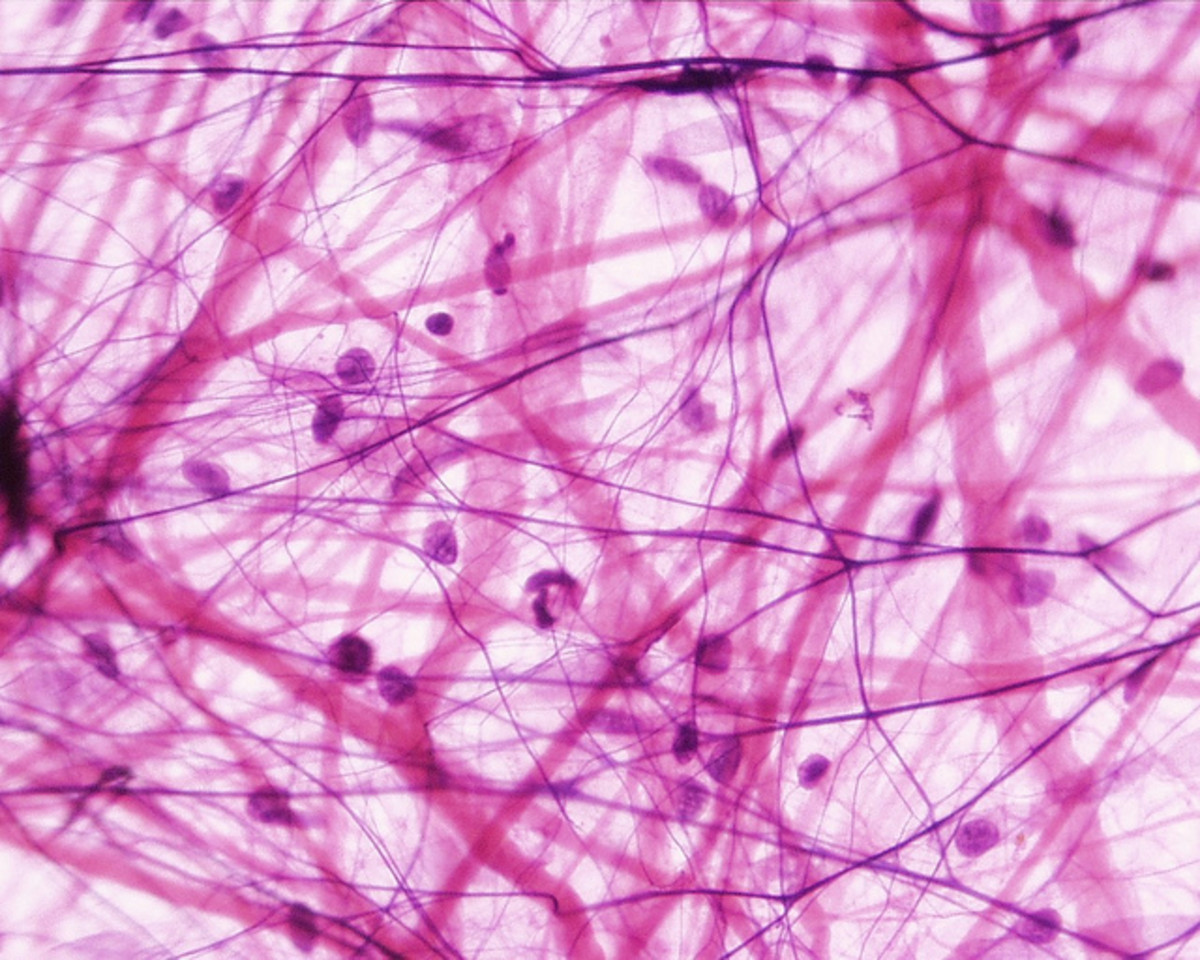 connective tissue composed of collagen and elastin fibers
